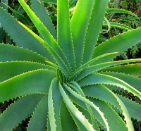 /album/galeria-de-fotos/aloe-vera-jpg/